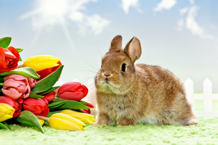 Easter bunny with tulips and a white fence