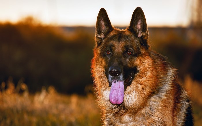 German Shepherd dog with tongue out at sunset