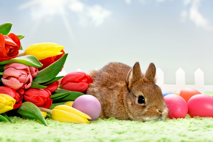 Easter bunny with tulips and eggs
