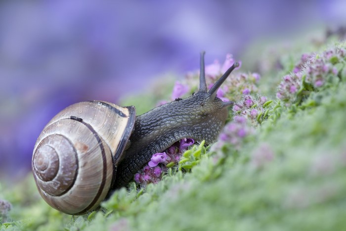 Snail on moss with purple flowers