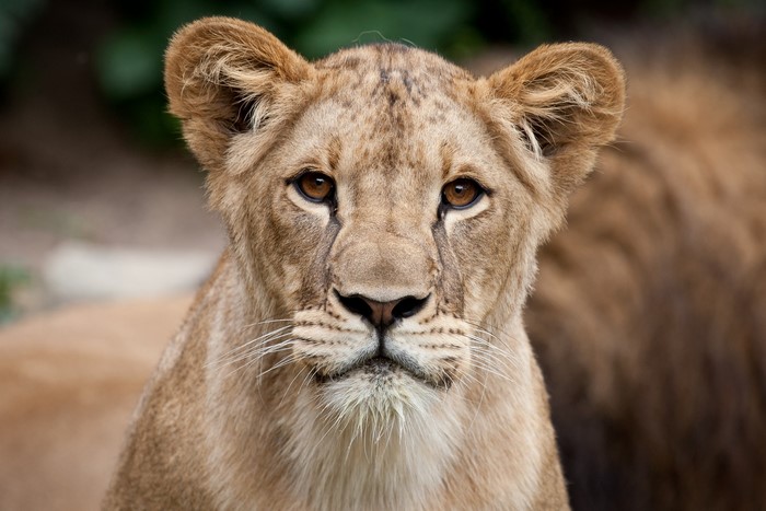 Close-up of a young lioness face