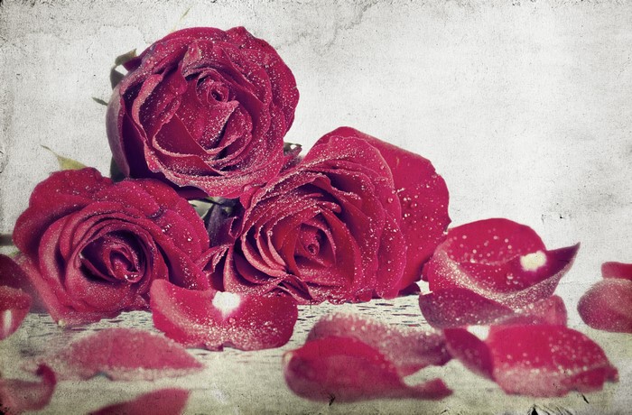 Red roses with water droplets and petals