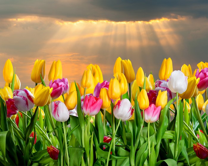 4K Tulips Field with Sunbeams
