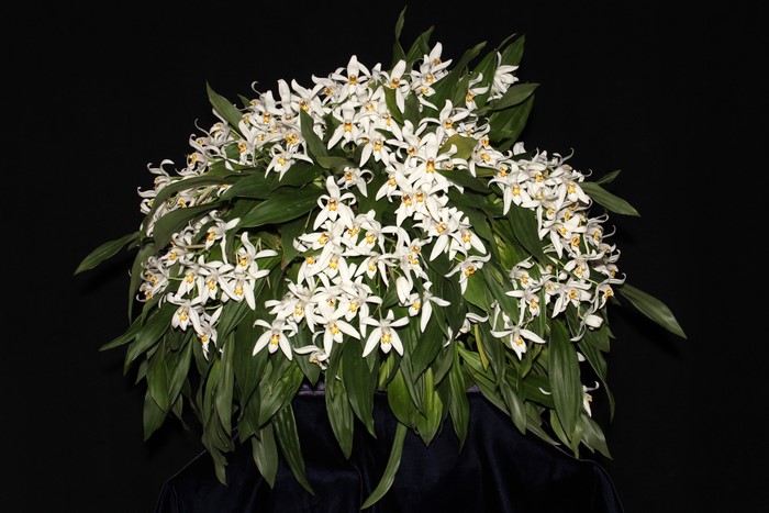 White Orchids with Green Leaves