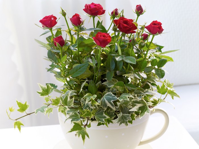 Red roses and ivy in a teacup planter