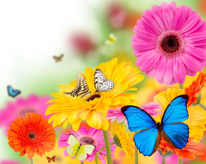 Gerberas and Butterflies