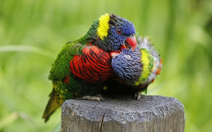 Two colorful lorikeets perched on a wooden post