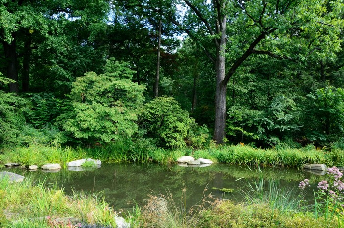 Pond and trees in Belmont, USA