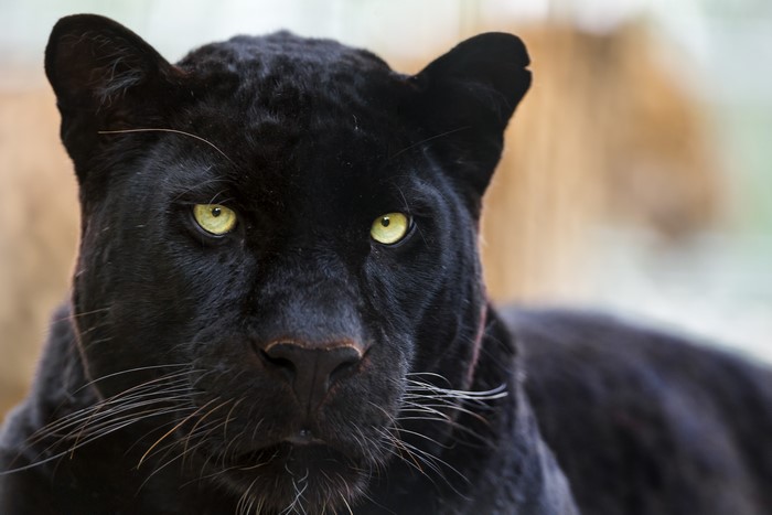 4K, Big cats, Panthers, Jaguars, Whiskers, Snout, Glance, HD Wallpaper ...