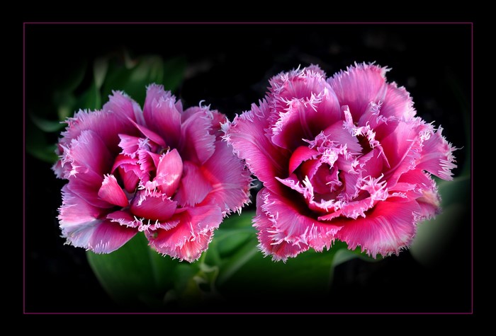 Two pink fringed tulips on a dark background
