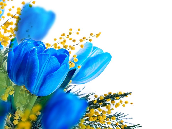 Blue Tulips and Silver Wattle Flowers