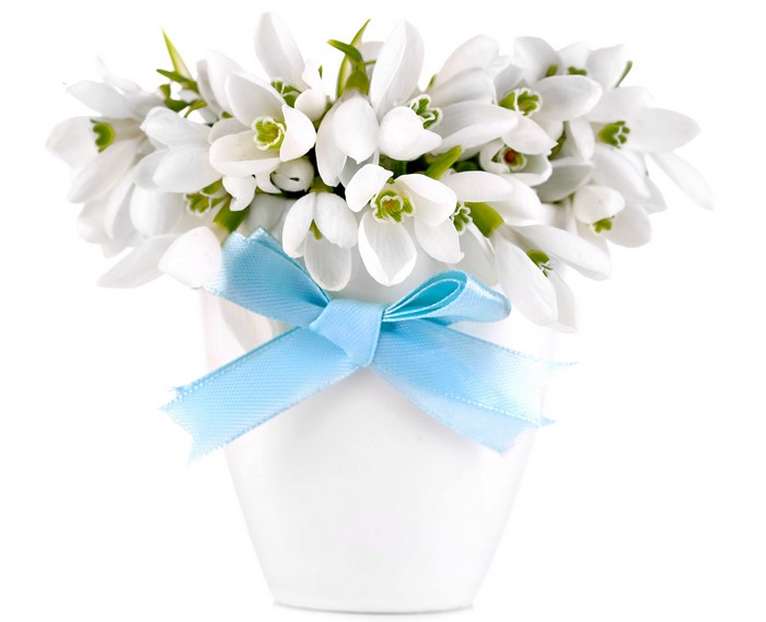 4K Snowdrops in a Vase with a Blue Bowknot