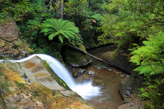 Waterfall in a lush forest in Tasmania, Australia