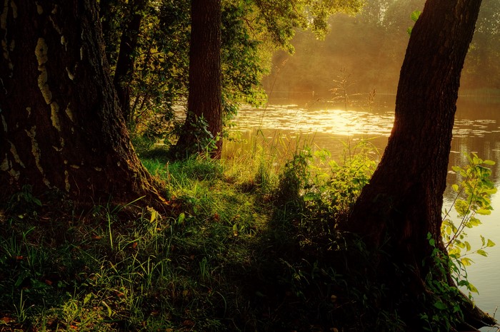 Trees by the river in Kromerowo, Poland