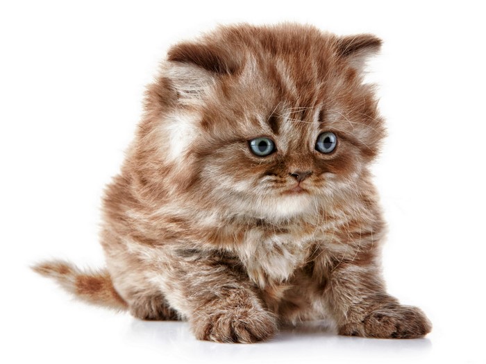 Fluffy brown kitten with blue eyes