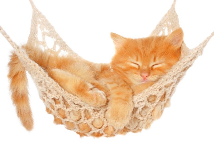 Ginger kitten sleeping in a hammock