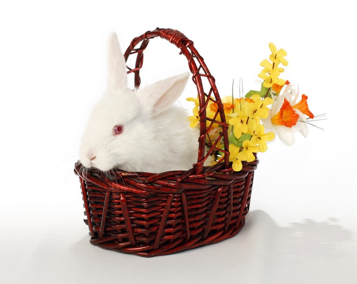 White rabbit in a wicker basket with daffodils