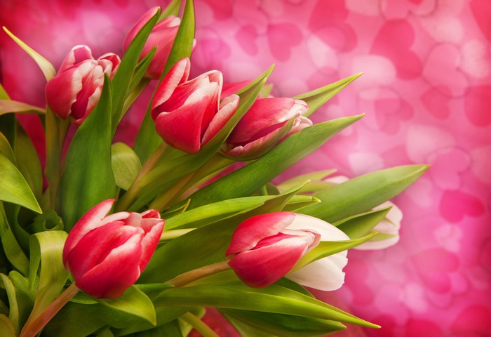 4K Tulips