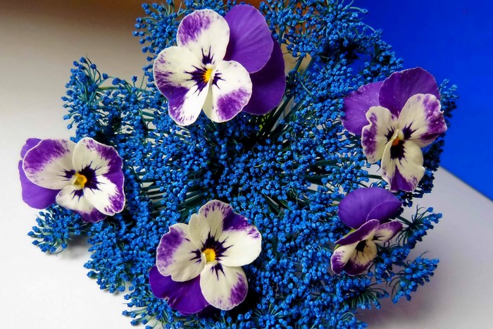 Pansies and blue filler flowers