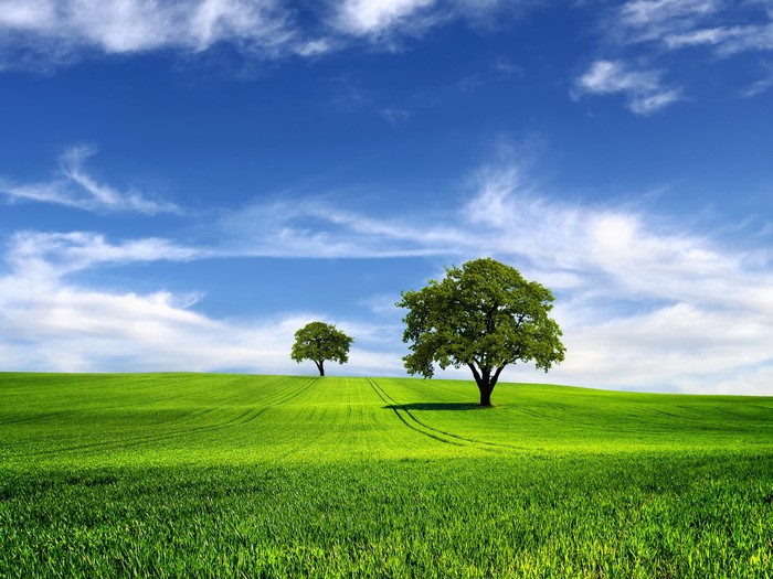 Green fields with two trees under a blue sky