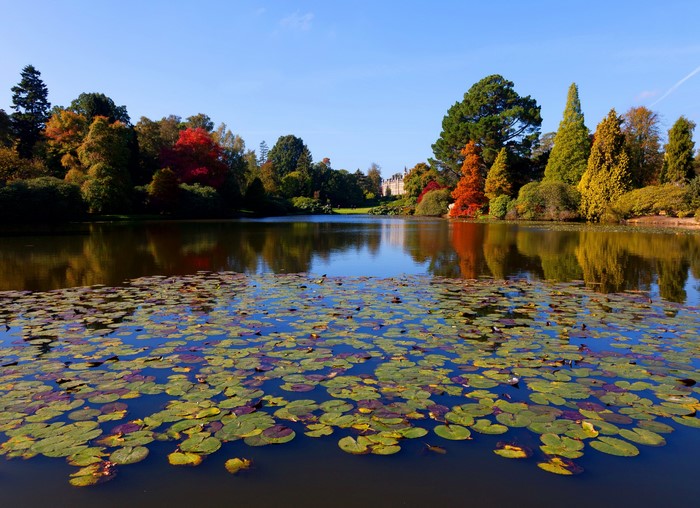 Lake with lily pads and autumn trees in Sheffield, England