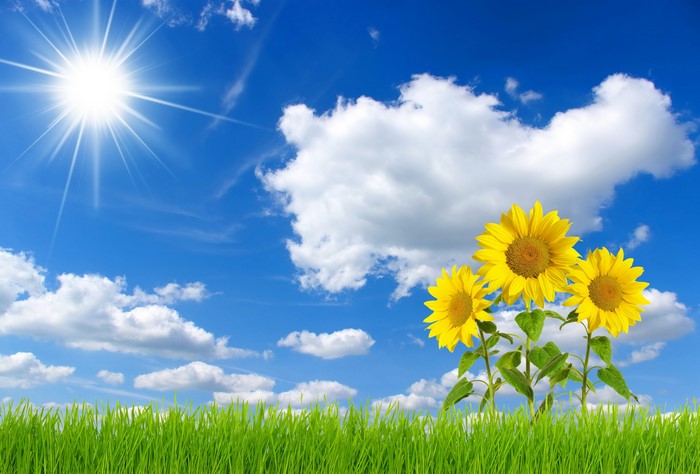 Sunflowers in a field under a bright sun and blue sky