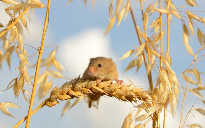 Harvest mouse on a wheat stalk