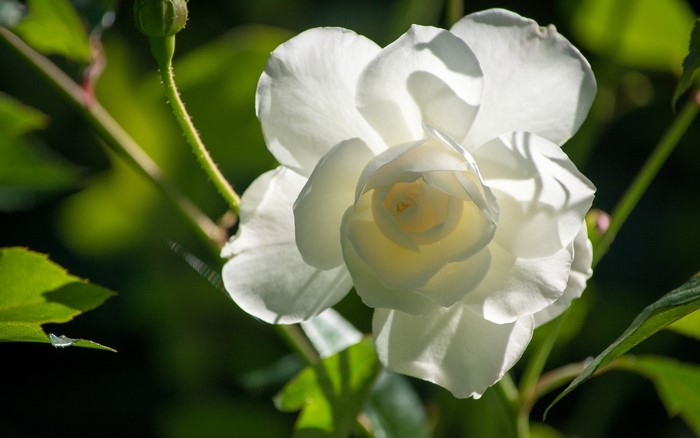 White rose in bloom with green foliage