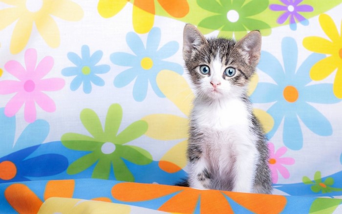 Kitten sitting in front of a floral background