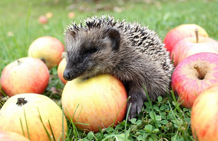 Hedgehog resting on apples in grass
