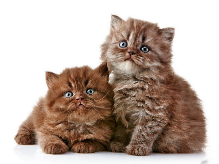 Two fluffy brown kittens with blue eyes