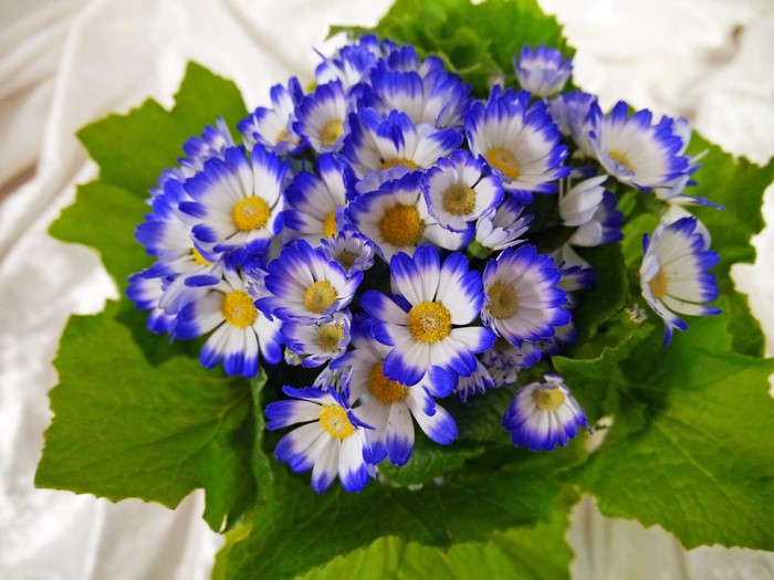 Bouquet of blue and white Cineraria flowers