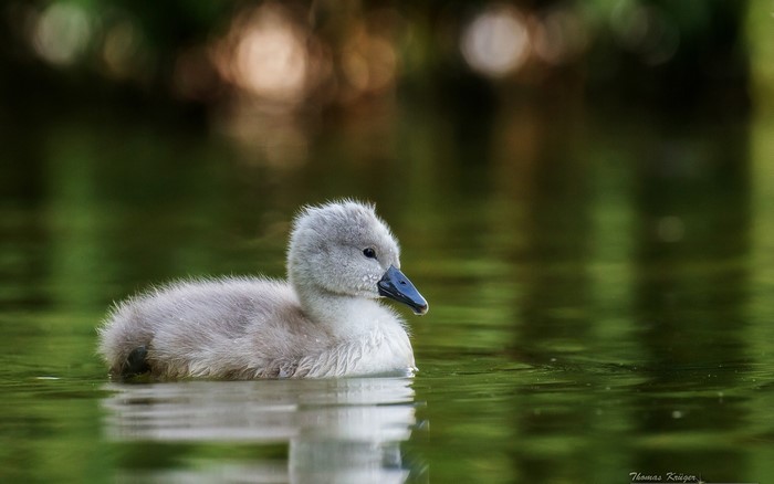 A fluffy grey cygnet swims in green water