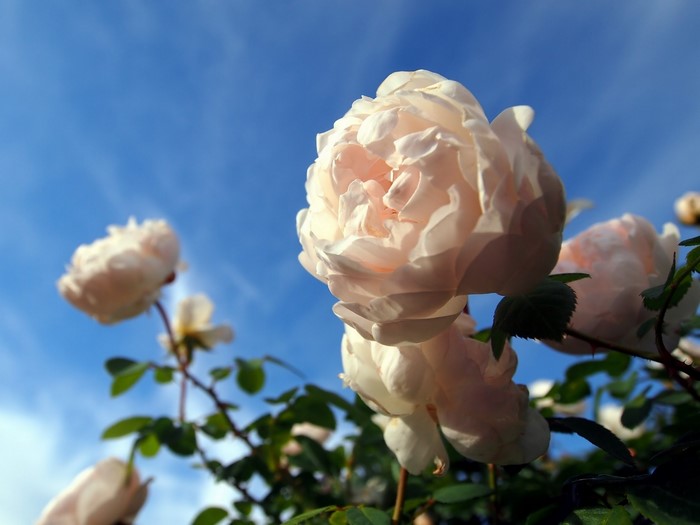 White roses against a blue sky