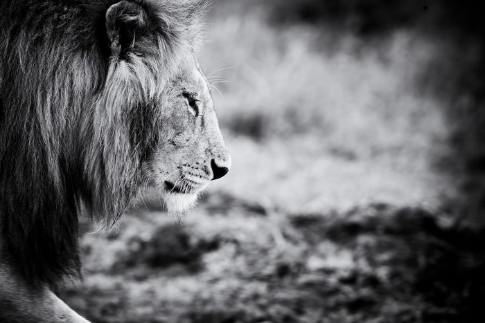 Close-up profile of a male lion