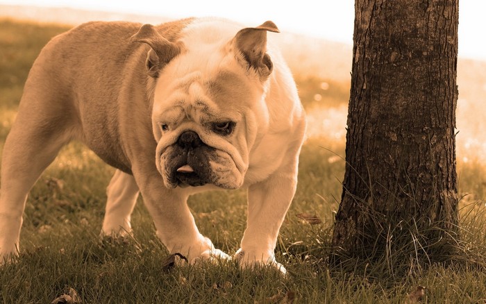 Bulldog standing in grass next to a tree