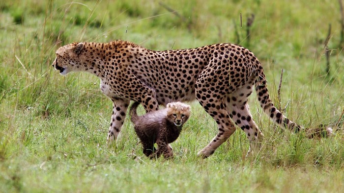 Mother cheetah and cub walking in grass
