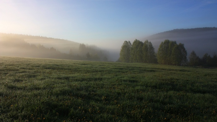 Misty morning over a grassy field and forest