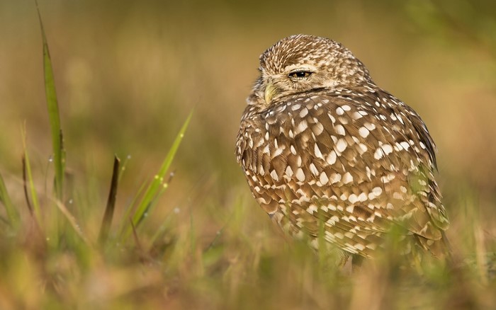 A Burrowing Owl in the Grass