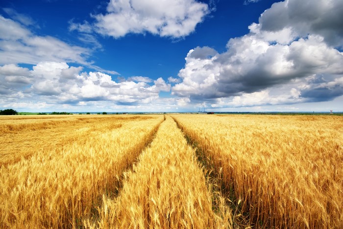 Wheat field under a cloudy blue sky