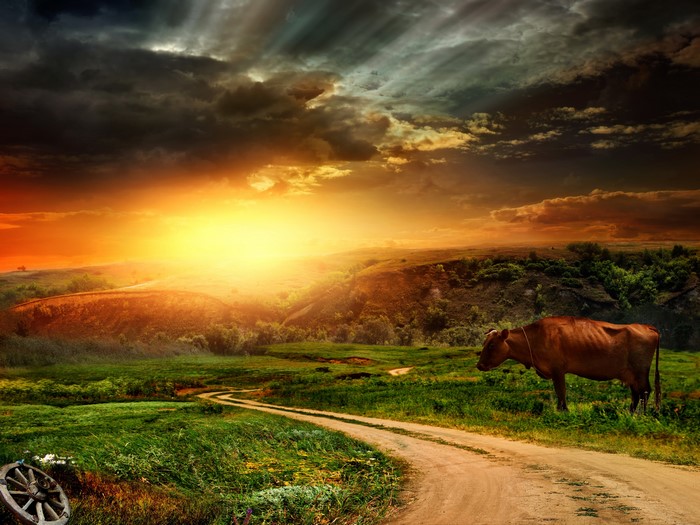 Cow grazing on a dirt road at sunset