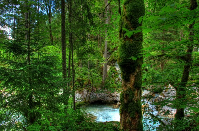 Moss-covered tree trunk by a river in a German forest