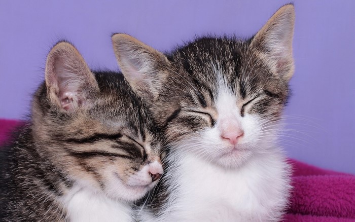 Two sleeping kittens on a purple background