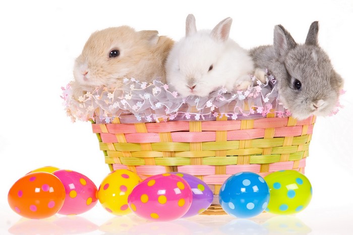 Easter basket with three baby bunnies and colorful eggs
