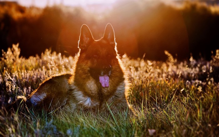 German Shepherd lying in grass at sunset