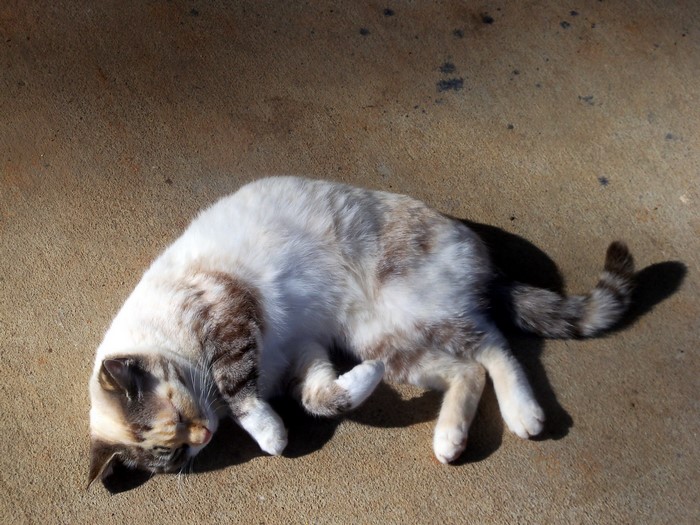 A cat sleeping on concrete