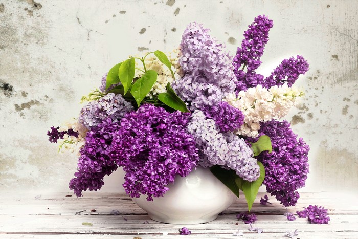 Bouquet of Lilacs in a White Vase