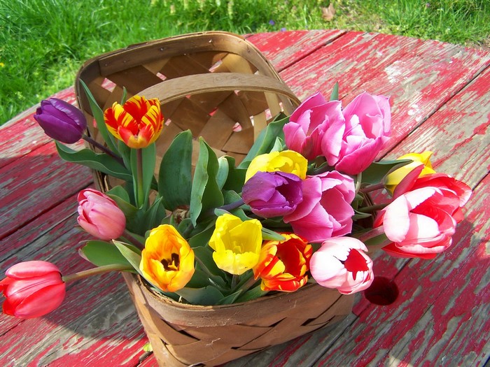 Colorful tulips in a wicker basket on a red table