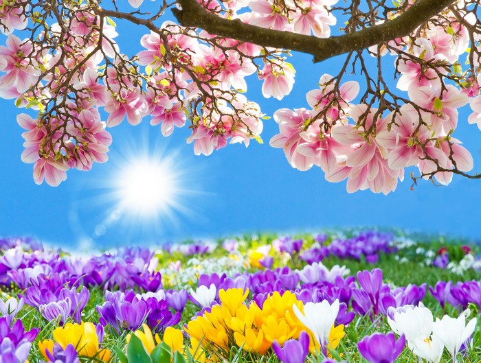 Magnolia Tree Blossoms Over Field of Crocuses and Sun