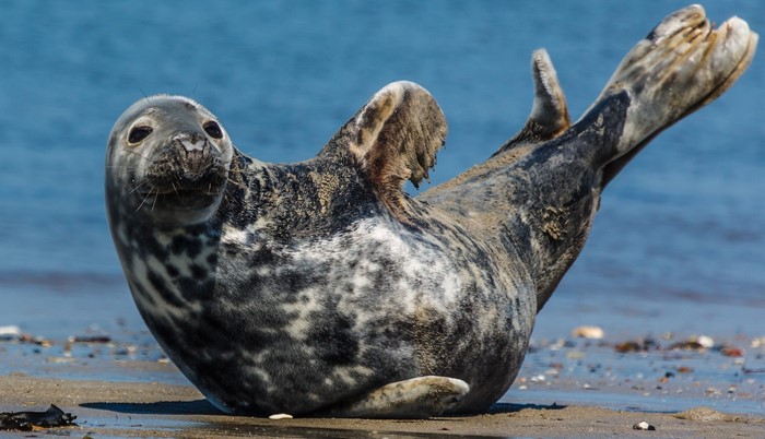 A seal resting on a sandy beach